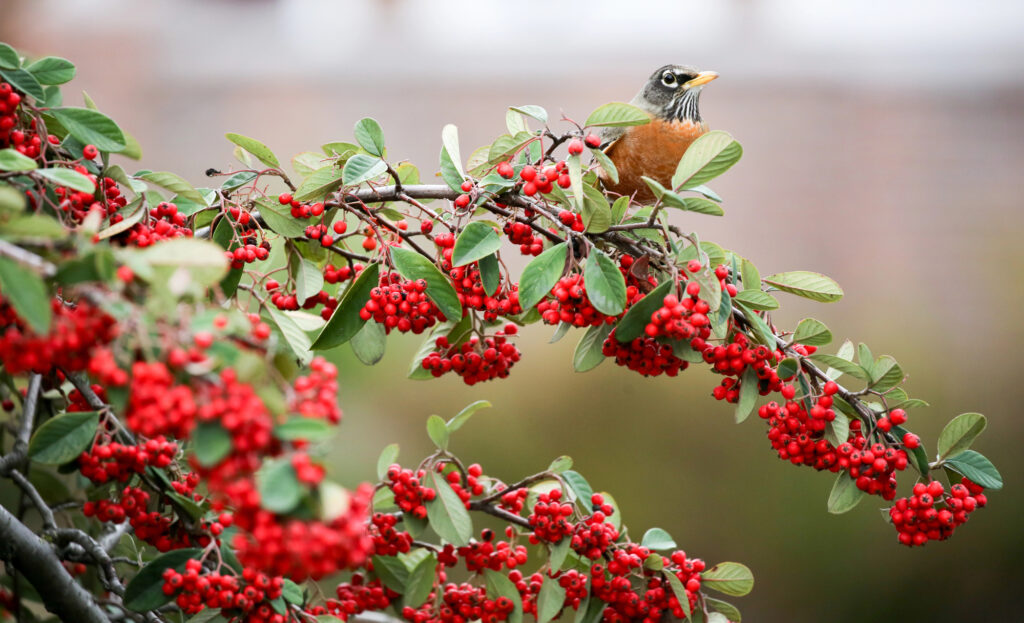 American Robin (Turdus migratorius) feeds on red berry-like fruit of Toyon shrub