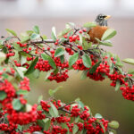 American Robin (Turdus migratorius) feeds on red berry-like fruit of Toyon shrub