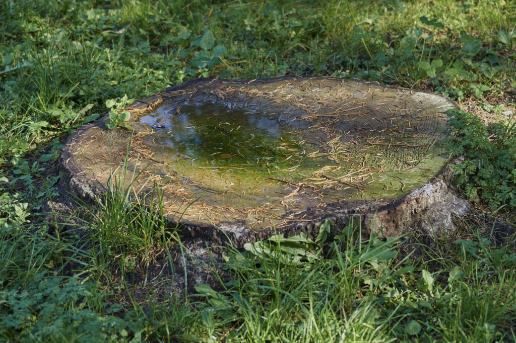 Bird Bath Out of a Stump