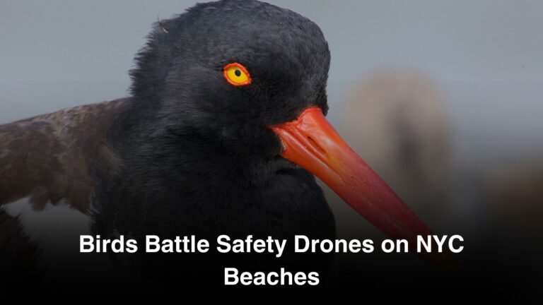 Birds Battle Safety Drones on NYC Beaches landscape