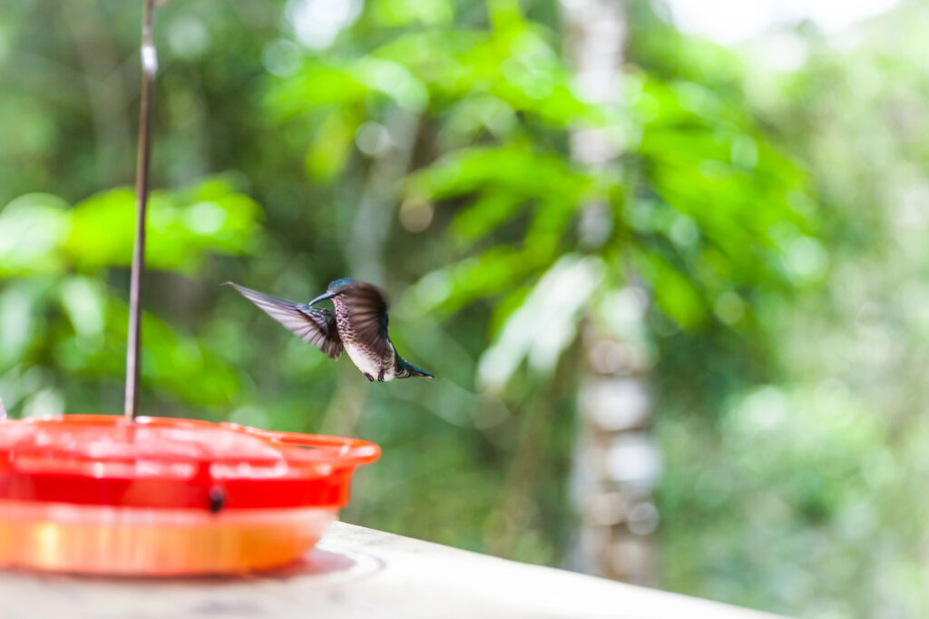 Feeding Hummingbirds
