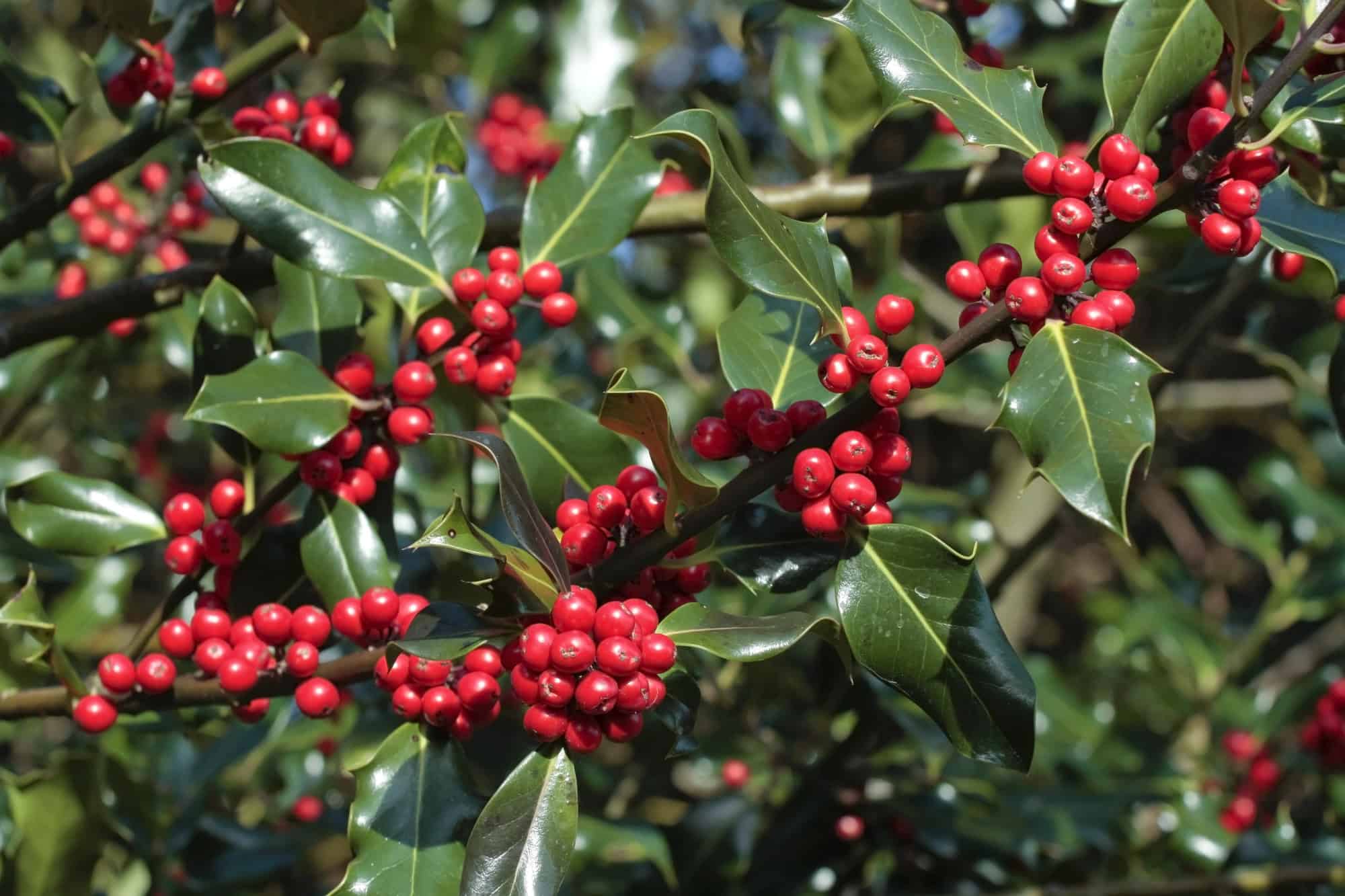 Holly plant