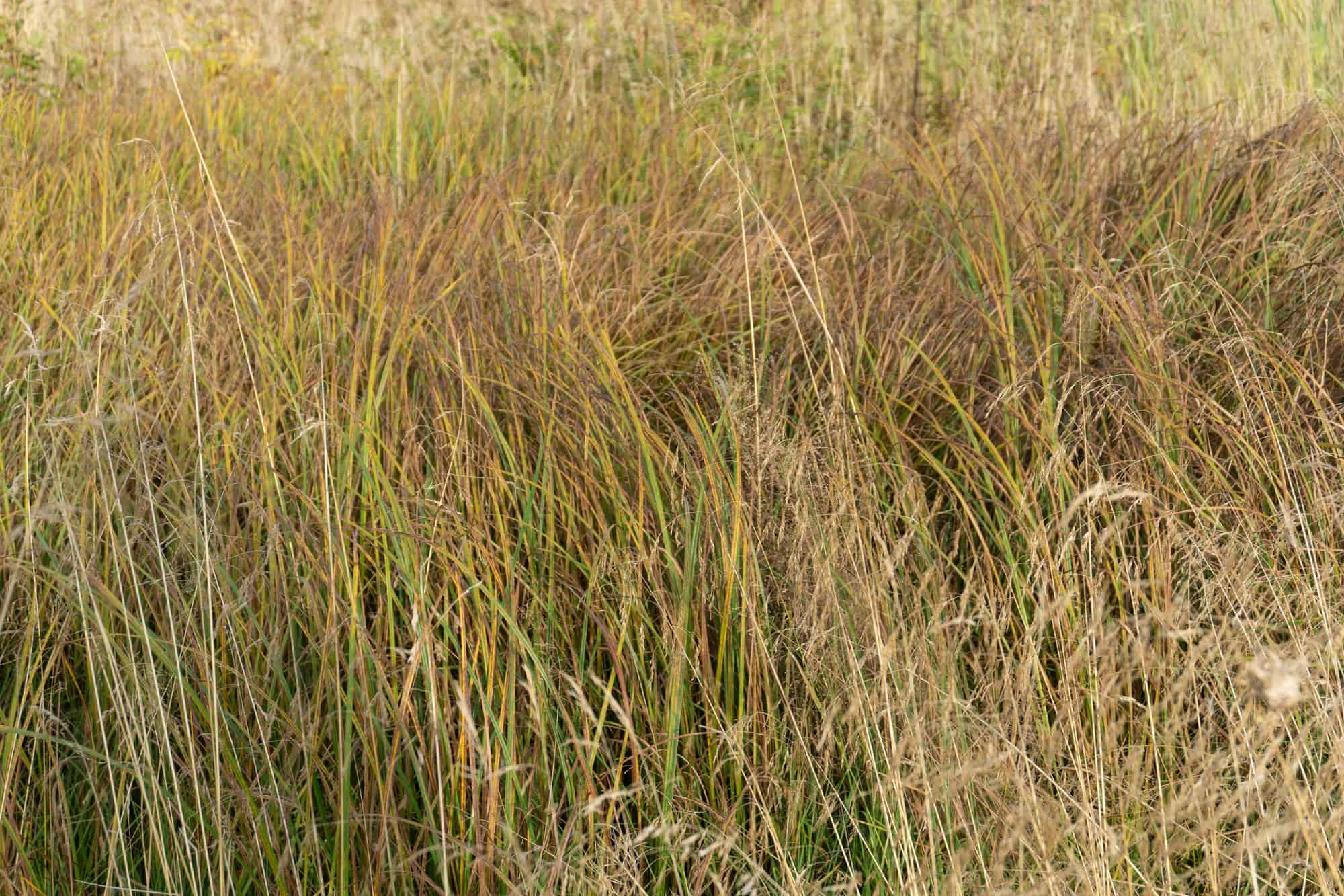 Little bluestem