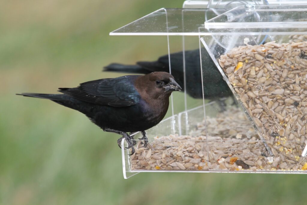 Male Brown-headed Cowbird on a feeder on a window