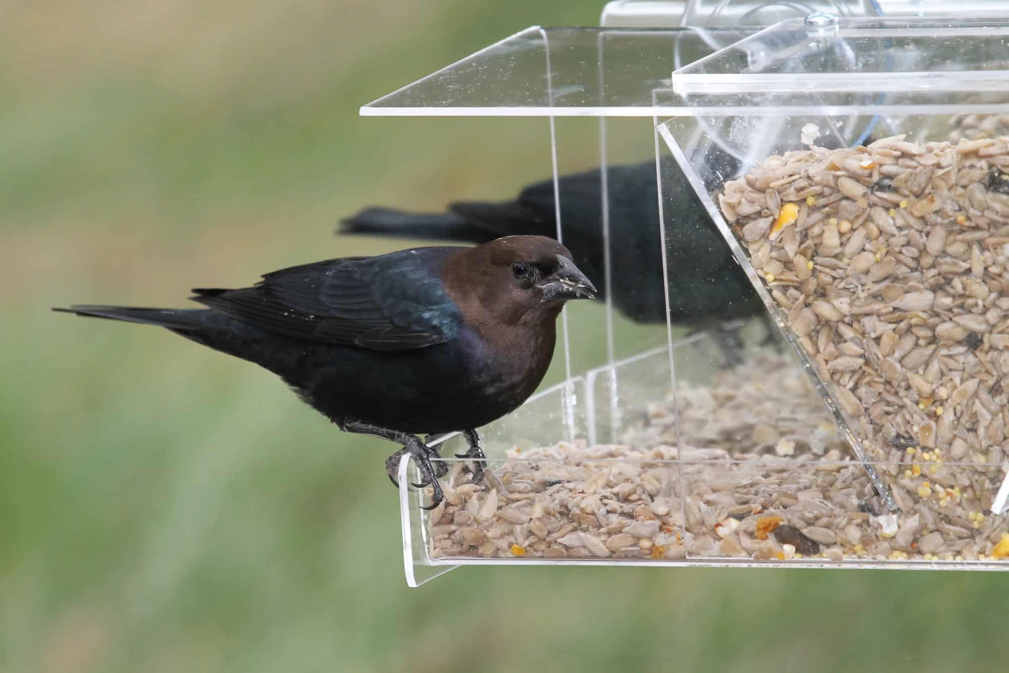Male Brown-headed Cowbird on a feeder on a window