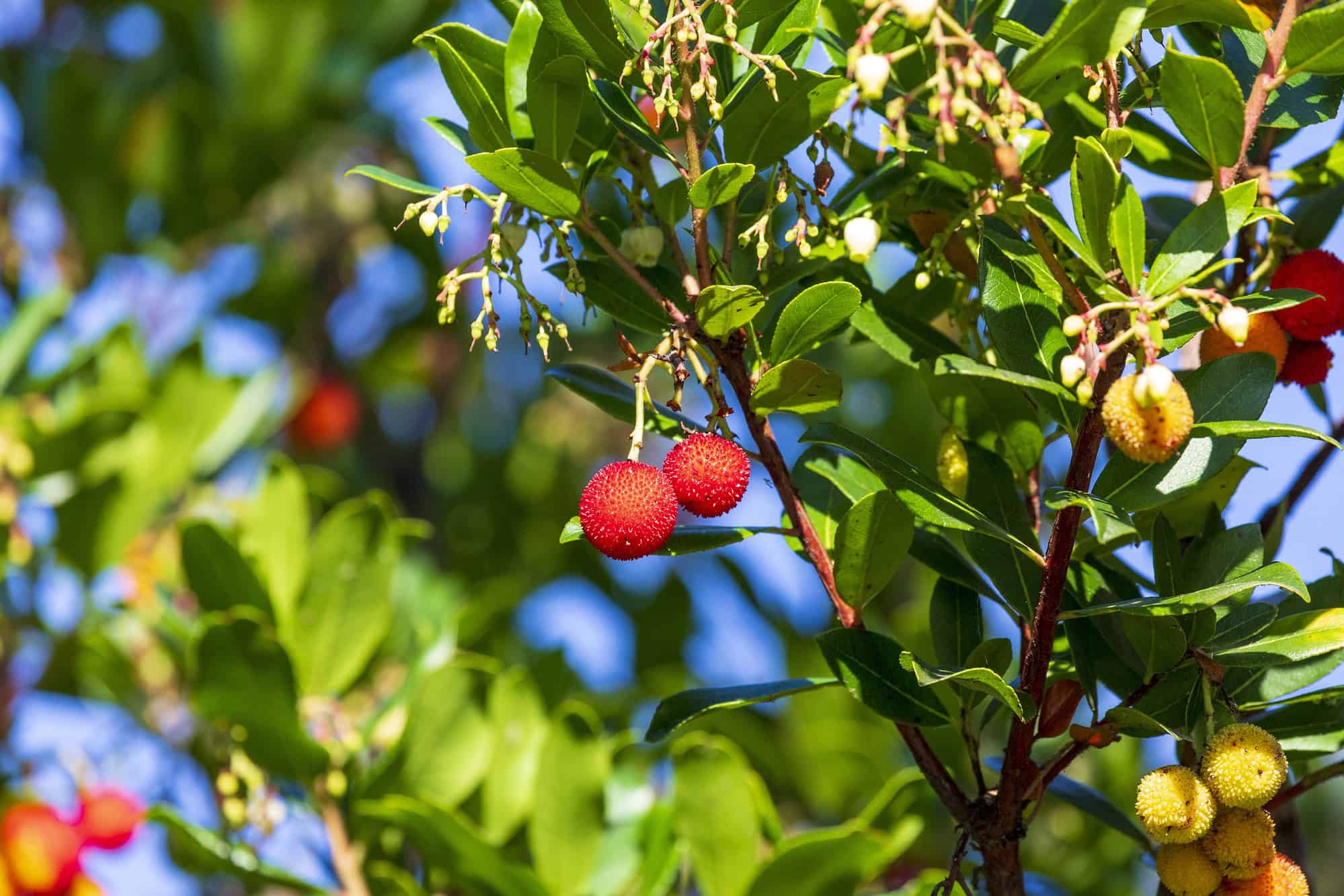 Northern Bayberry