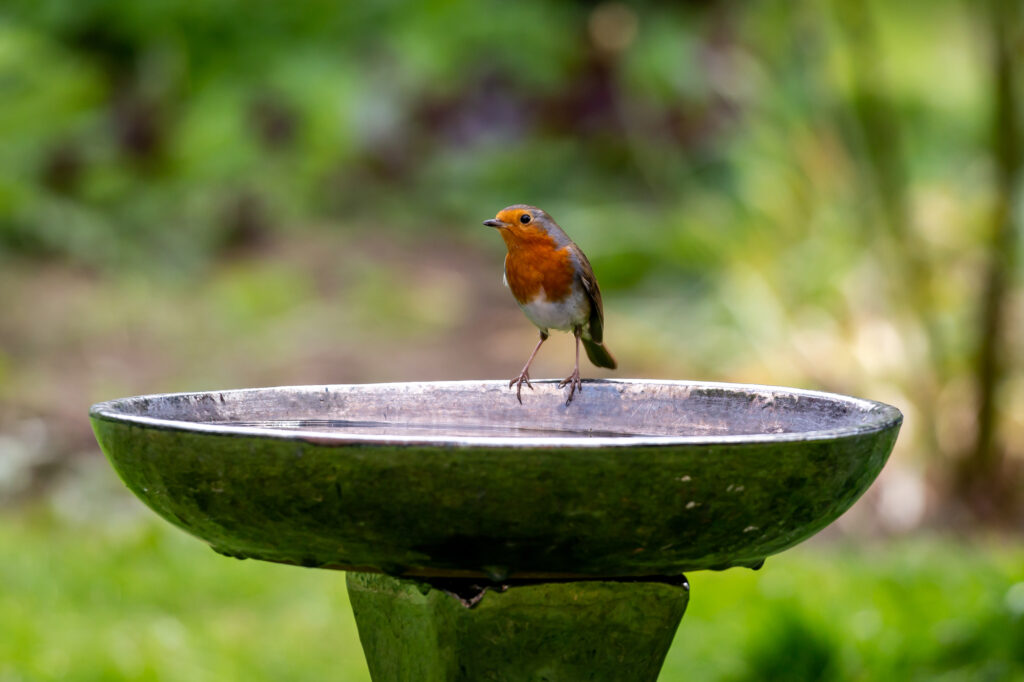 Stone Bird Baths