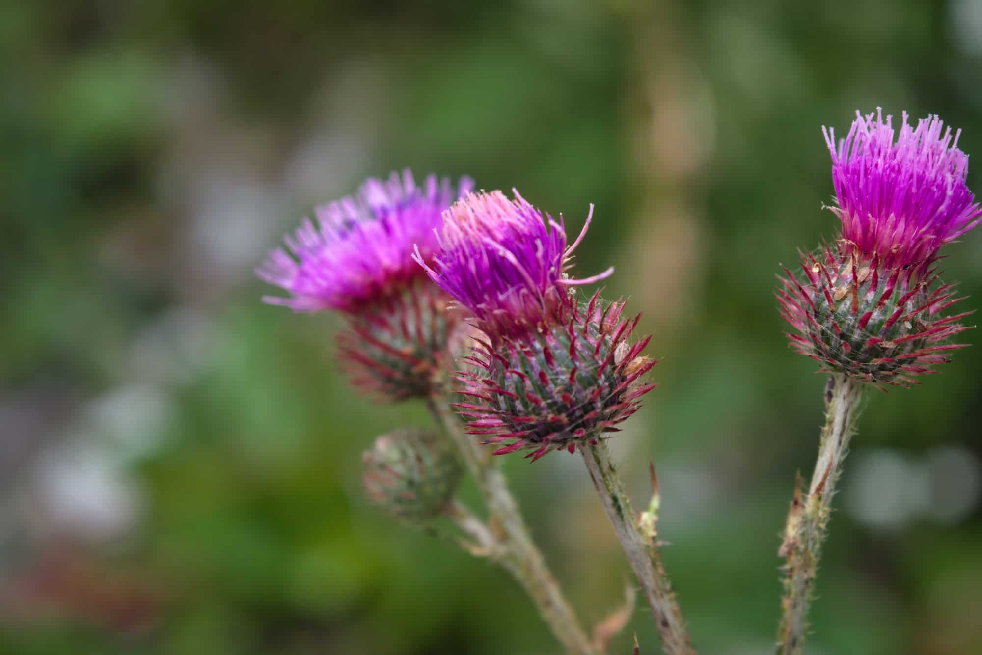 Thistle