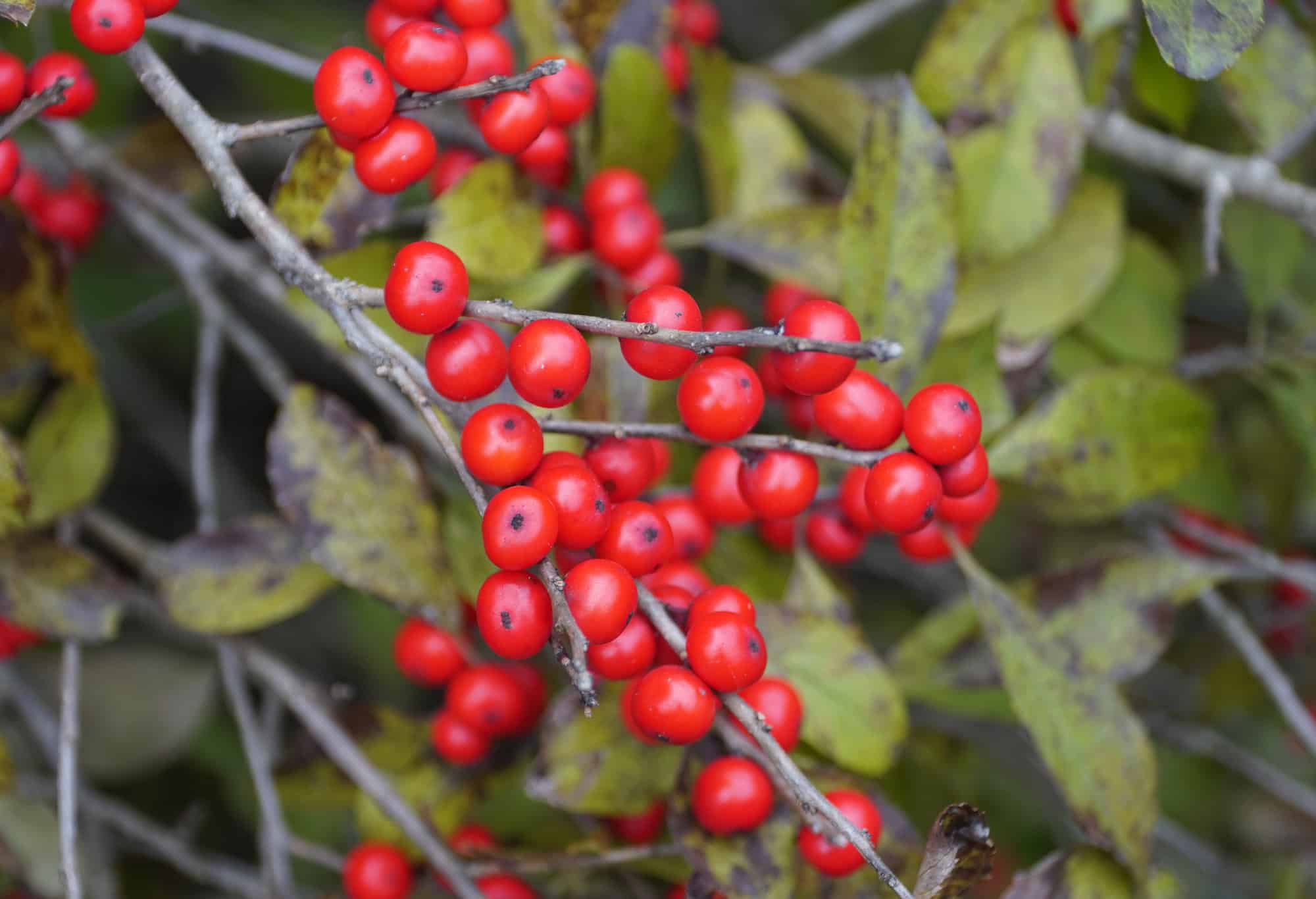 Winterberry