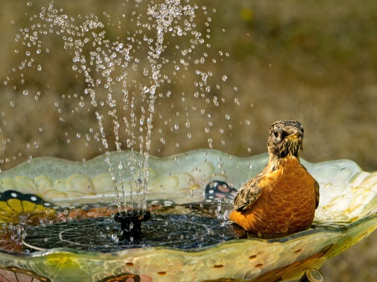 fountain bird bath