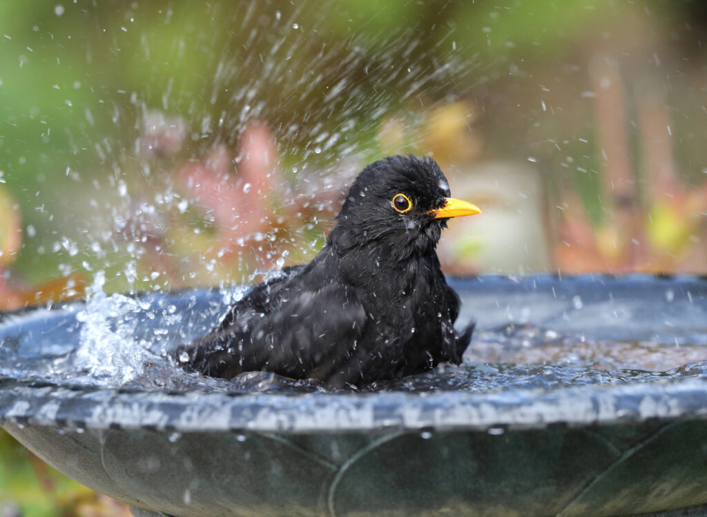 how to attract birds to your bird bath
