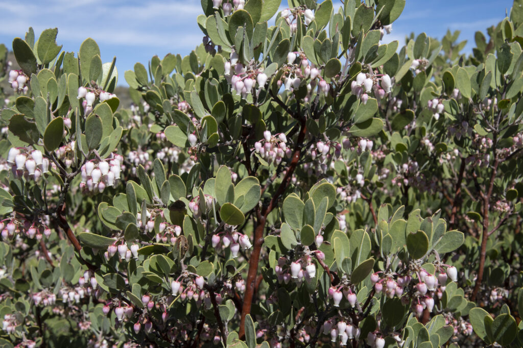 manzanita shrub