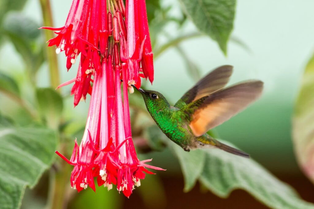 red flowers and hummingbirds