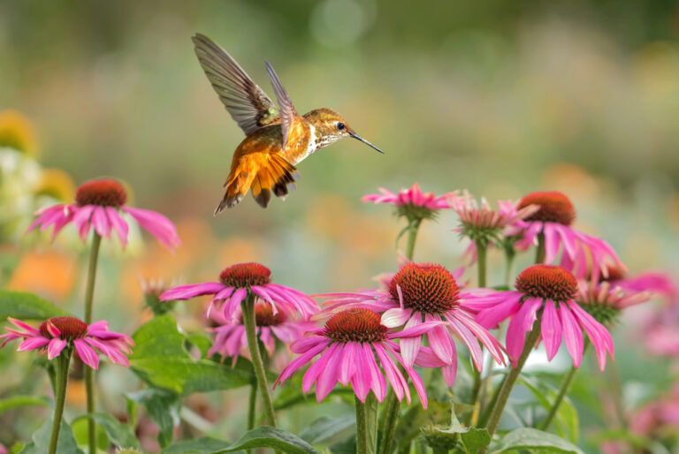 10 flowers that attract songbirds