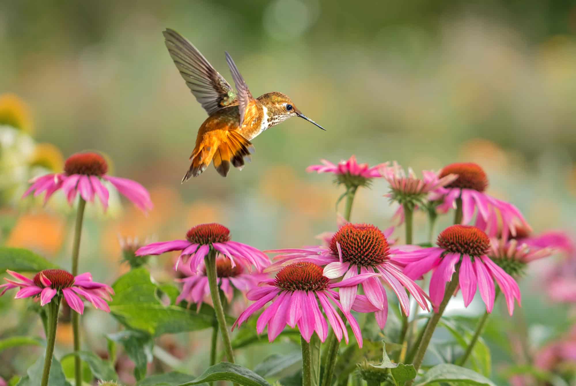 10 flowers that attract songbirds