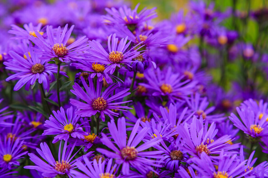 A dense cluster of vivid purple aster flowers with yellow centers.