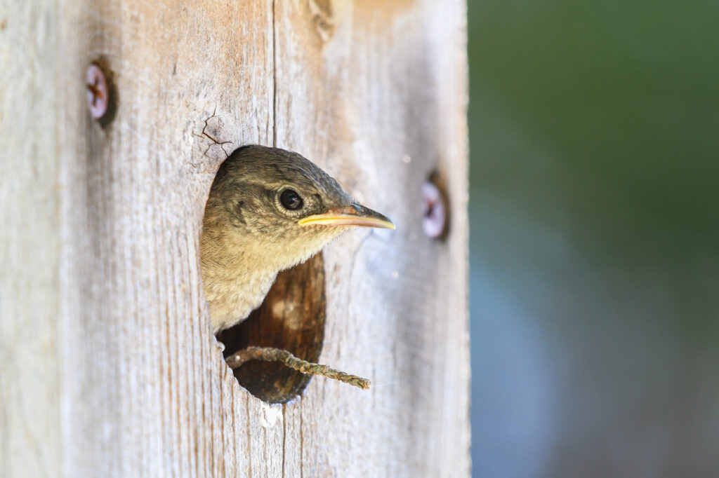 Baby house wren peeking out of a bird house