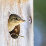 Baby house wren peeking out of a bird house