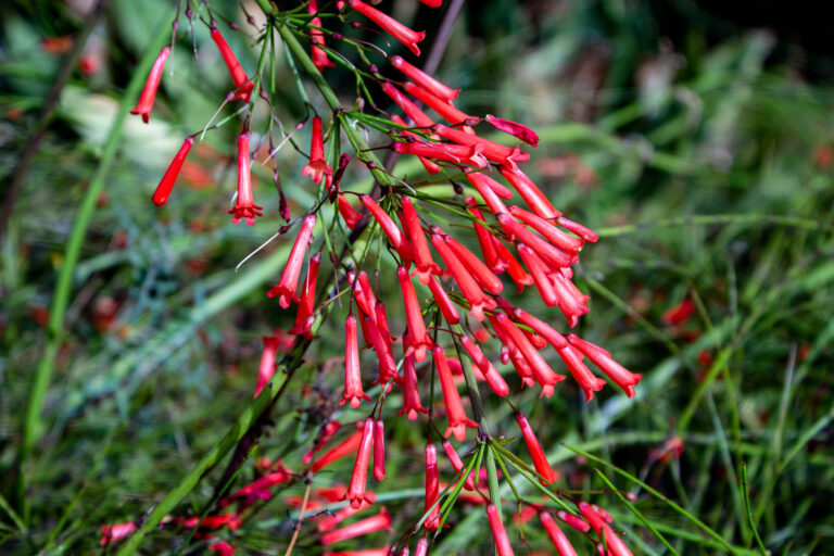 Slender red tubular firecracker-plant flowers against blurred green foliage.
