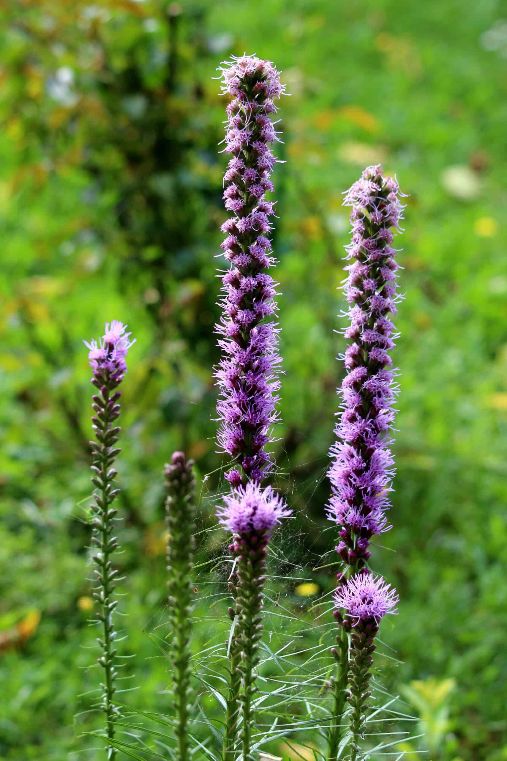 Blazing Star