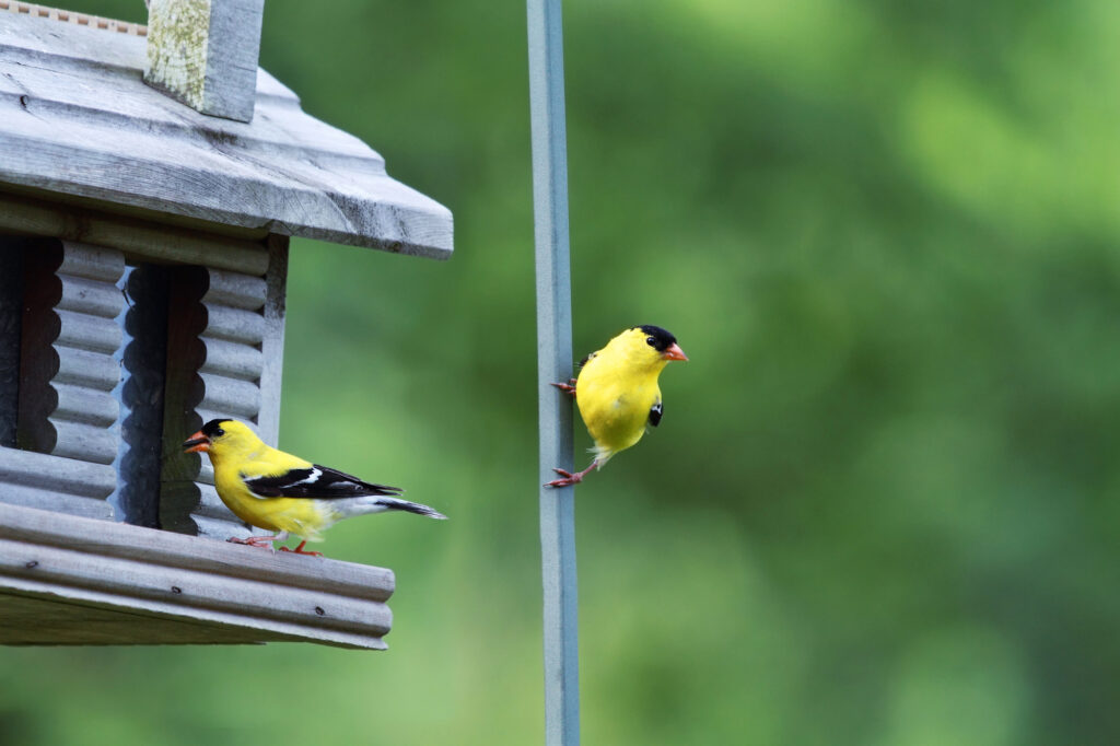 How To Attract Yellow Finches