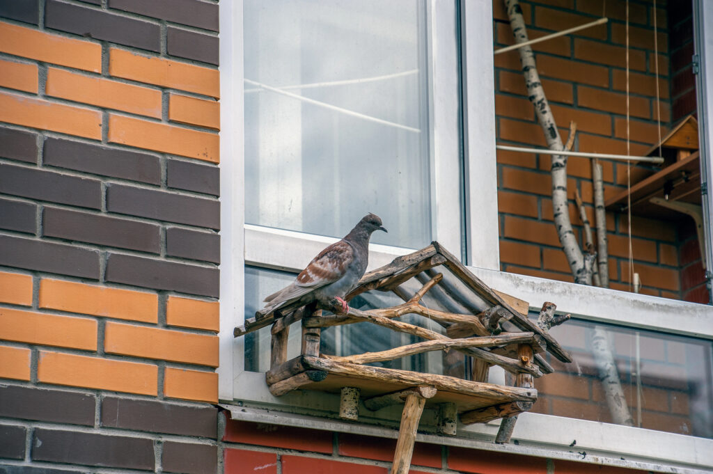 The pigeon is sitting on a feeder