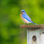 bird house hole size guide