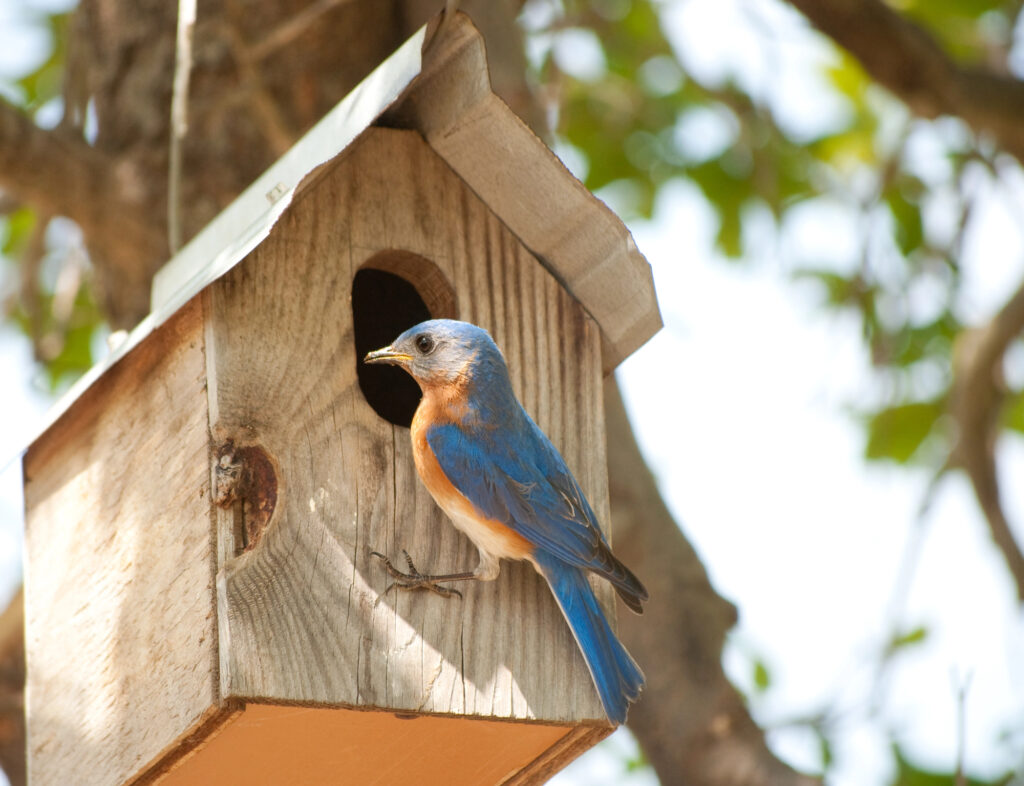 A male Eastern Bluebird perches at the entrance hole of a weathered wooden birdhouse.