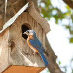 A male Eastern Bluebird perches at the entrance hole of a weathered wooden birdhouse.