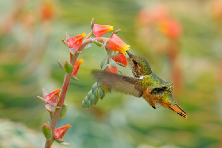 desert plants that attract hummingbirds