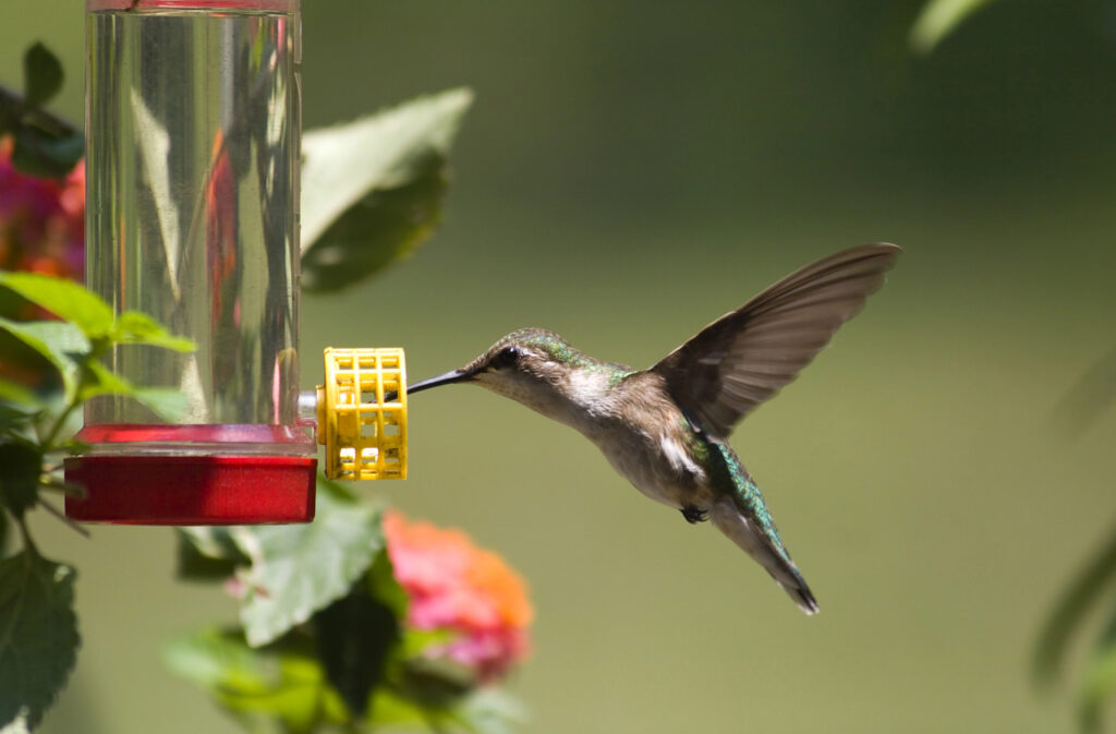 hummingbird food in the instant pot