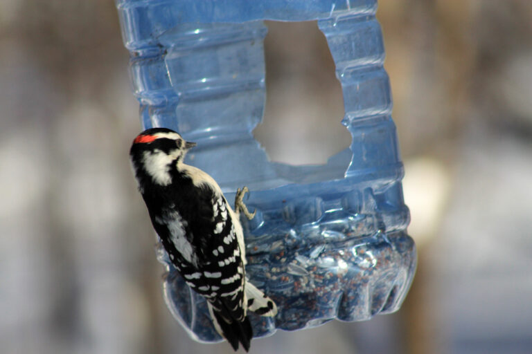 5 gallon water jug bird feeder