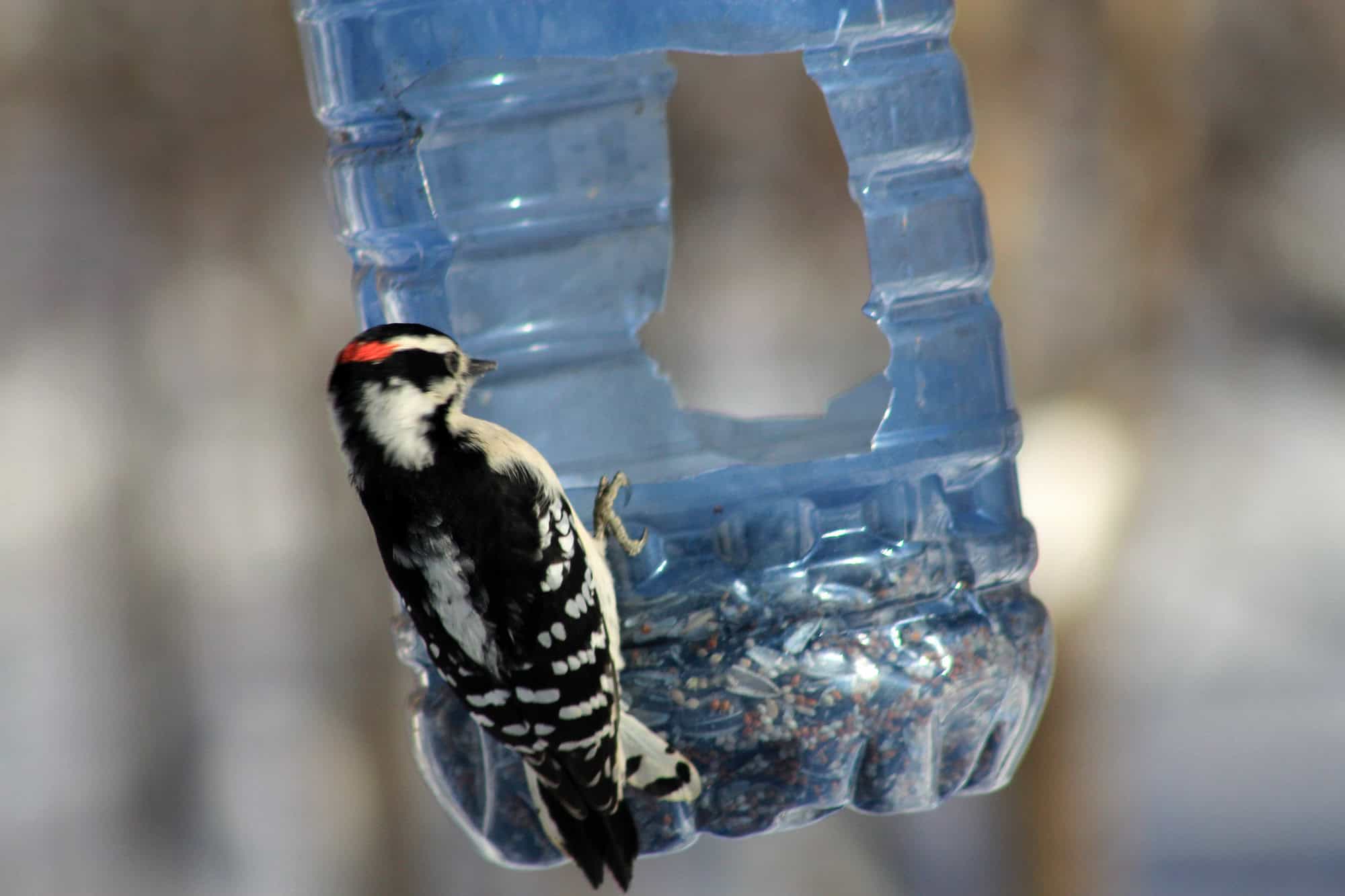 5 gallon water jug bird feeder