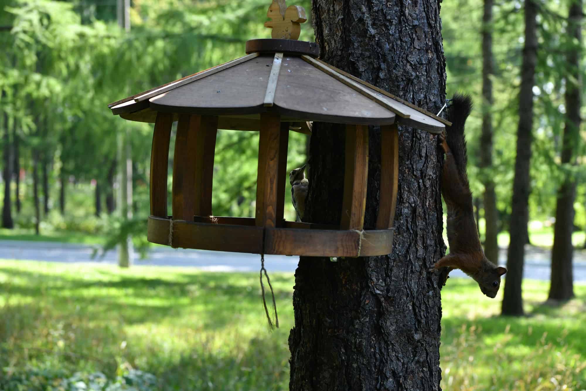 Cedar Gazebo Bird Feeder