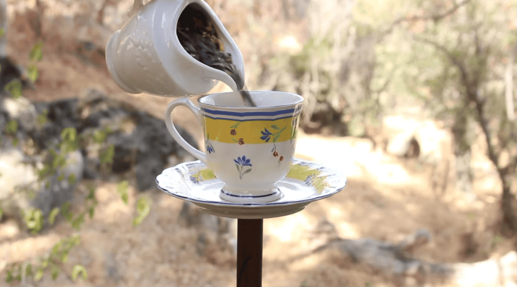 Setting Up Your Bird Feeder