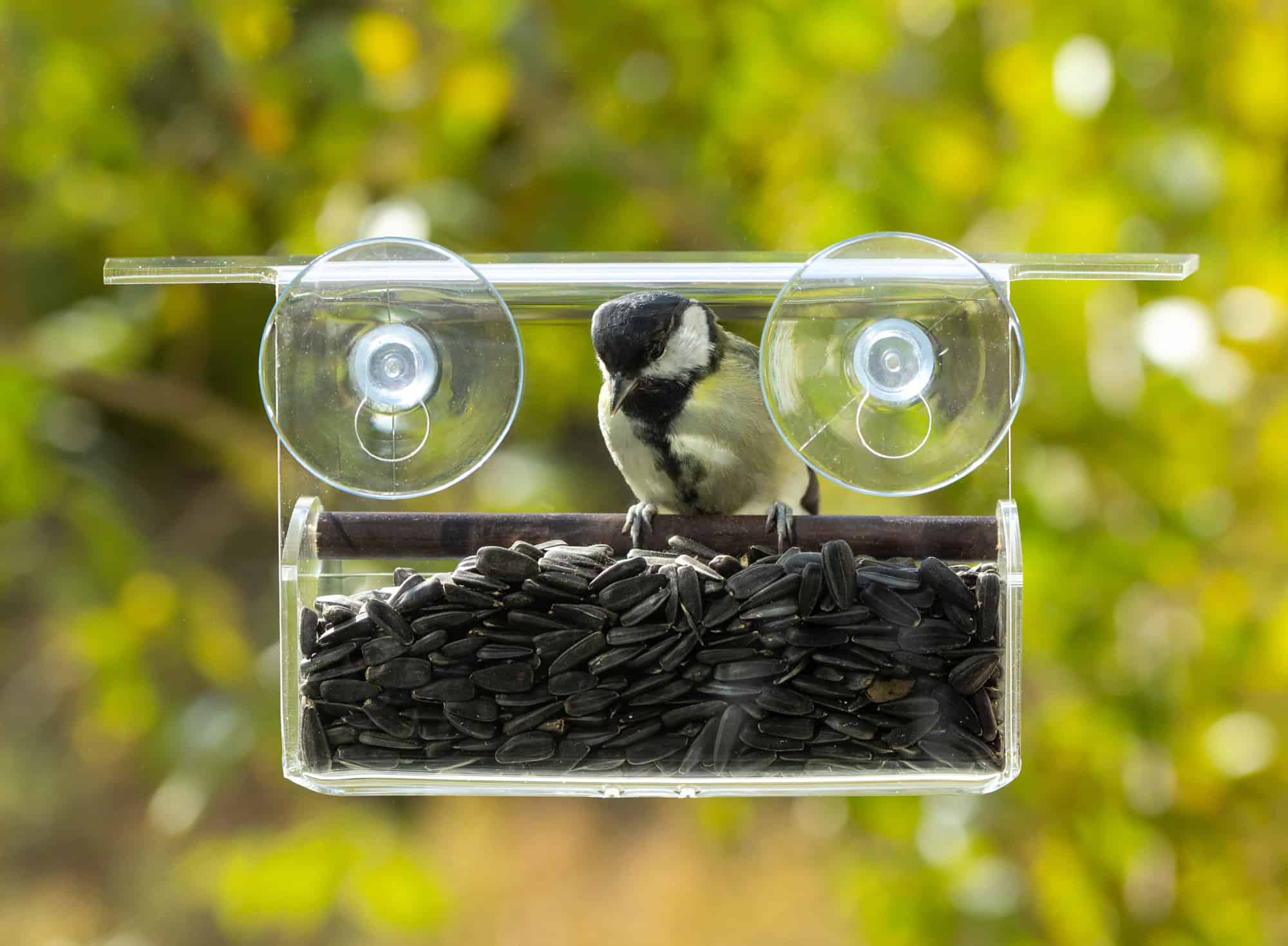 Window-Mounted Bird Feeder
