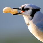 A Blue Jay grips a whole peanut in its beak against a soft blue-gray background.