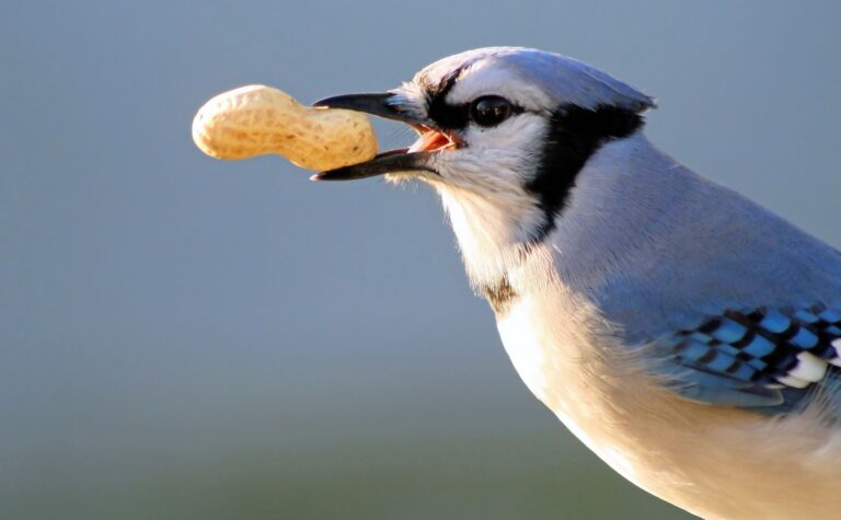 A Blue Jay grips a whole peanut in its beak against a soft blue-gray background.