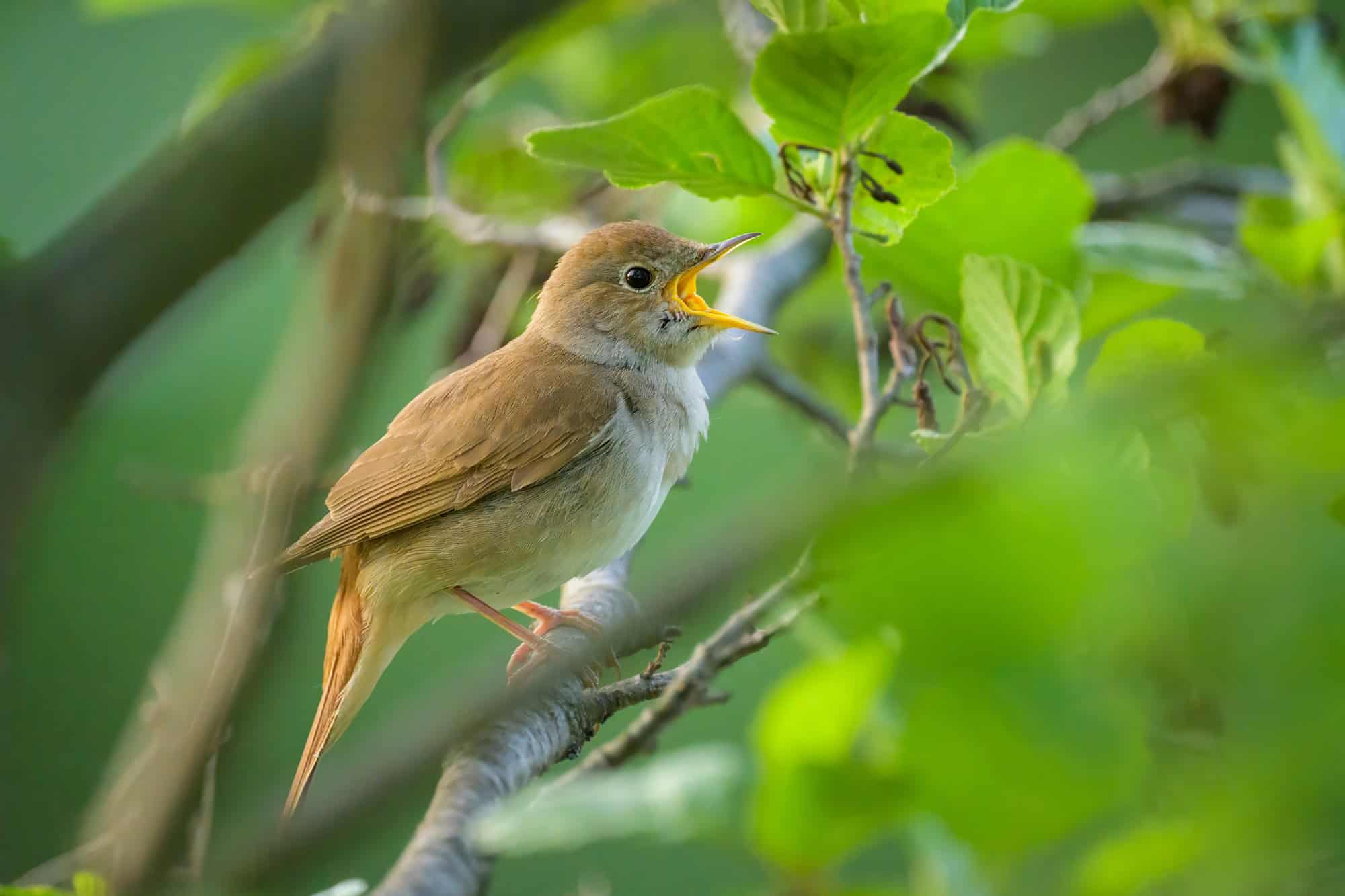 Bird Chirping
