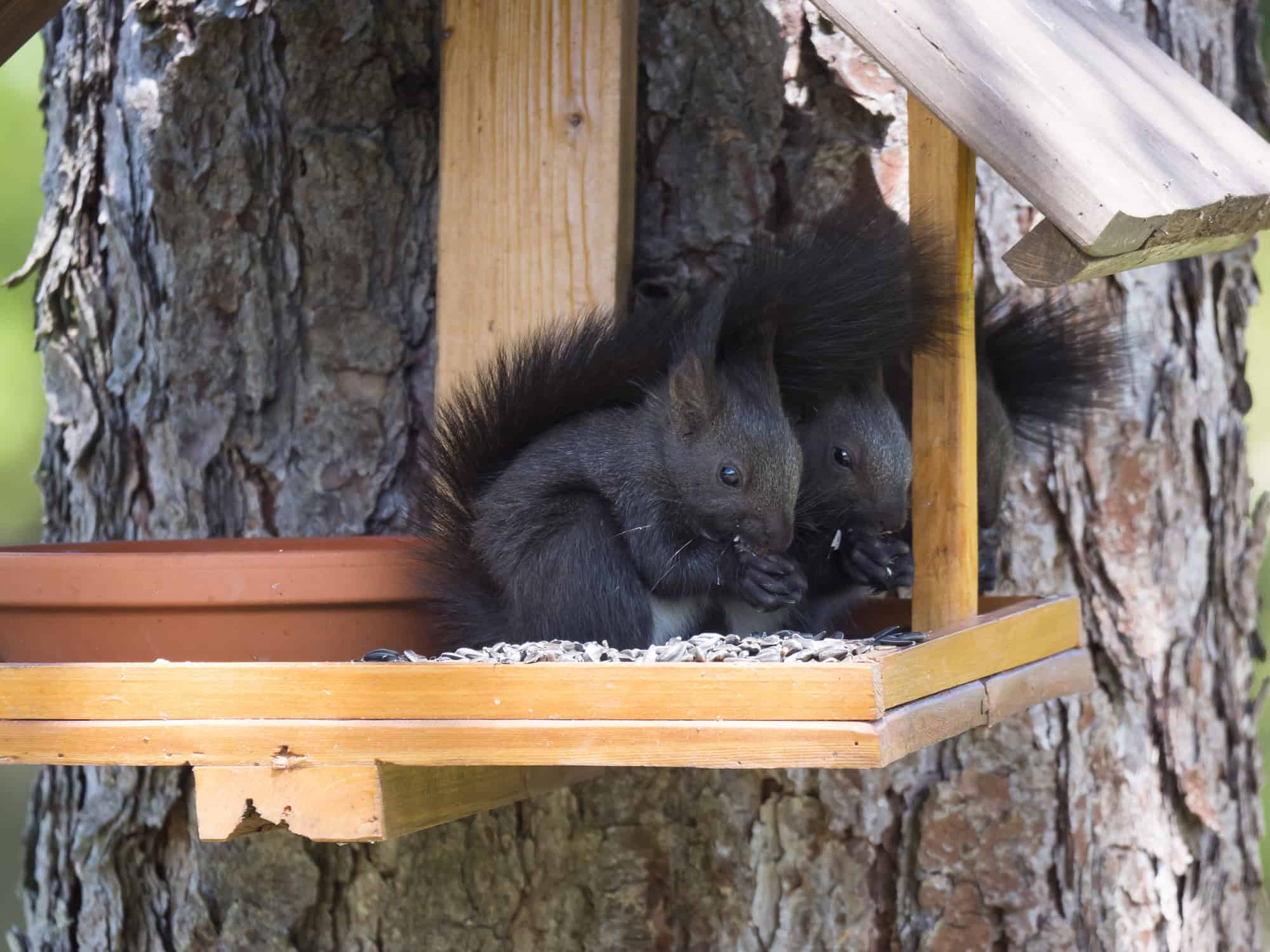 Squirrel on a Feeder