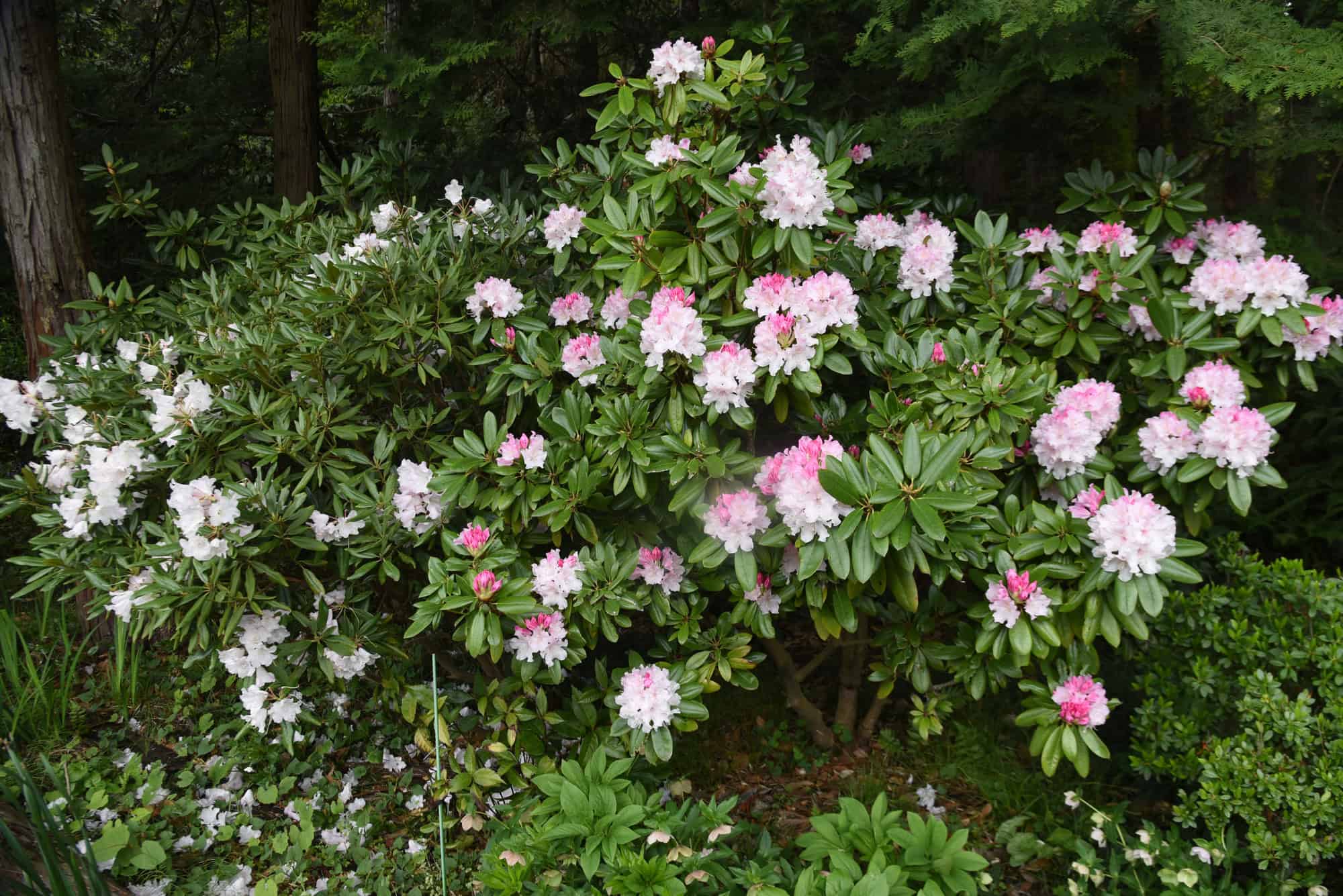 Azalea Rhododendron