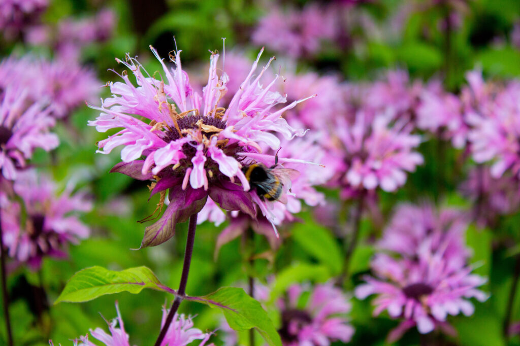 A bumblebee feeds on a bright pink bee balm flower in a garden full of blooms.