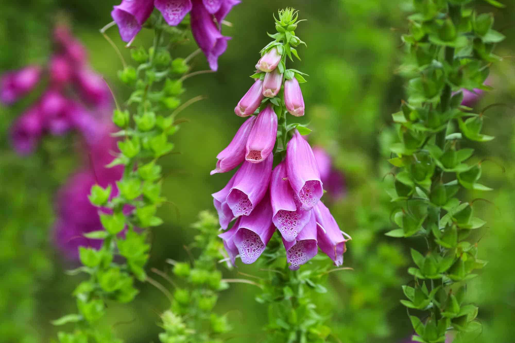 Foxglove Digitalis Purpurea