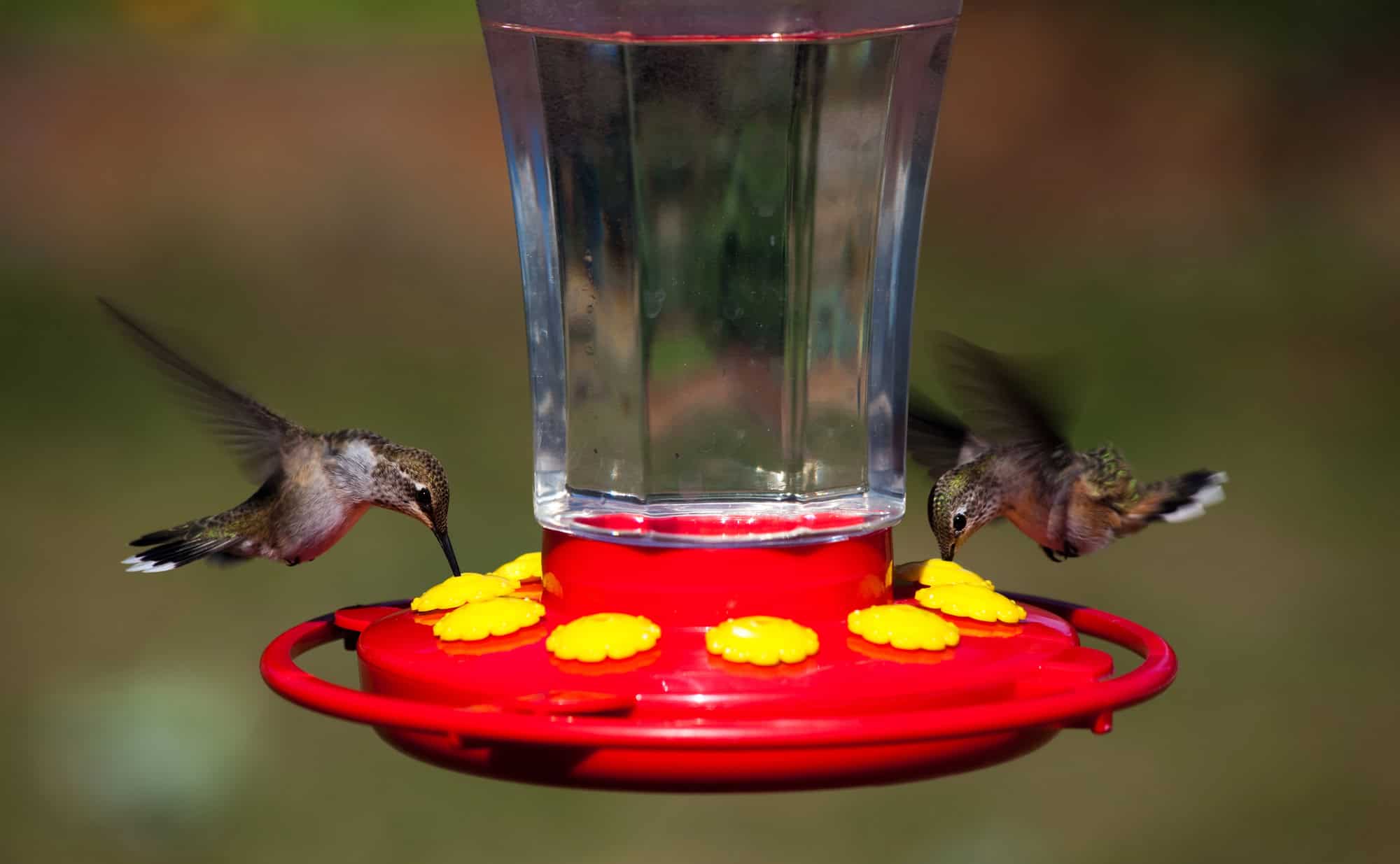A clean hummingbird feeder filled with clear nectar.