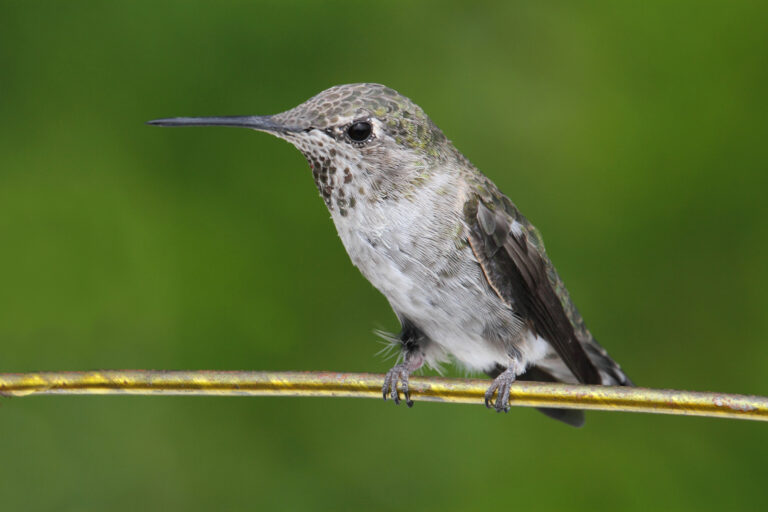Hummingbird perch