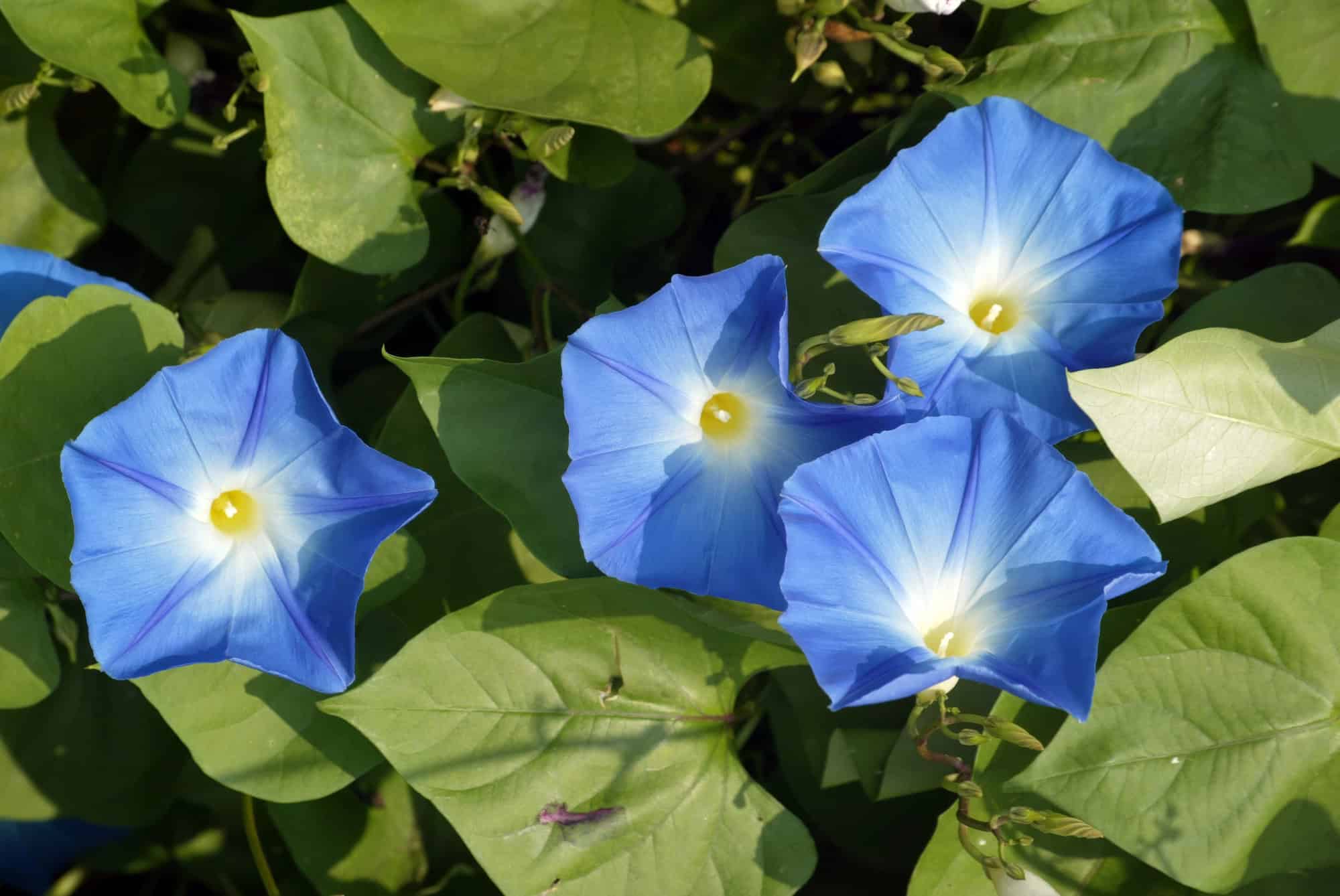 Morning Glory Ipomoea