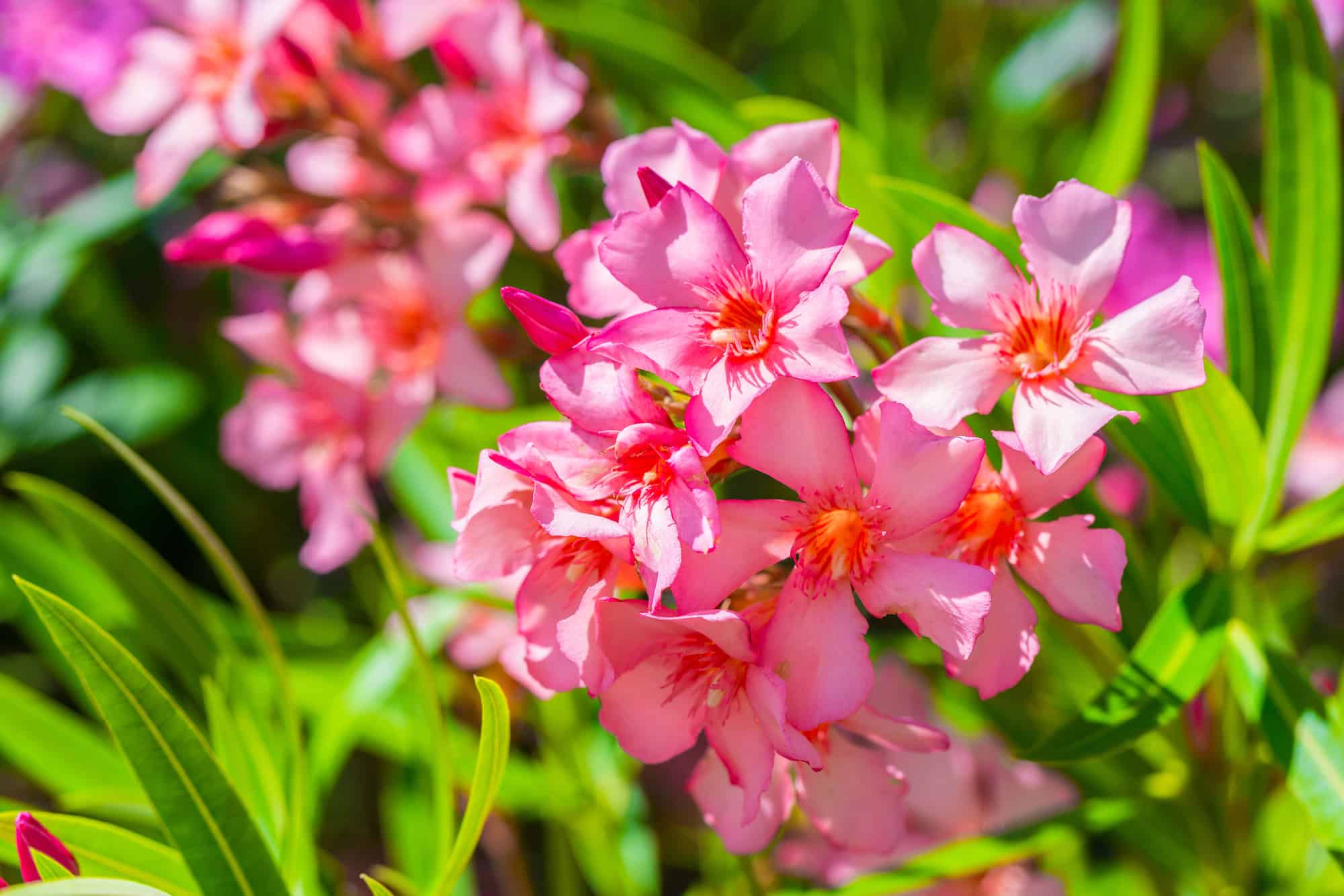 Nerium Oleander