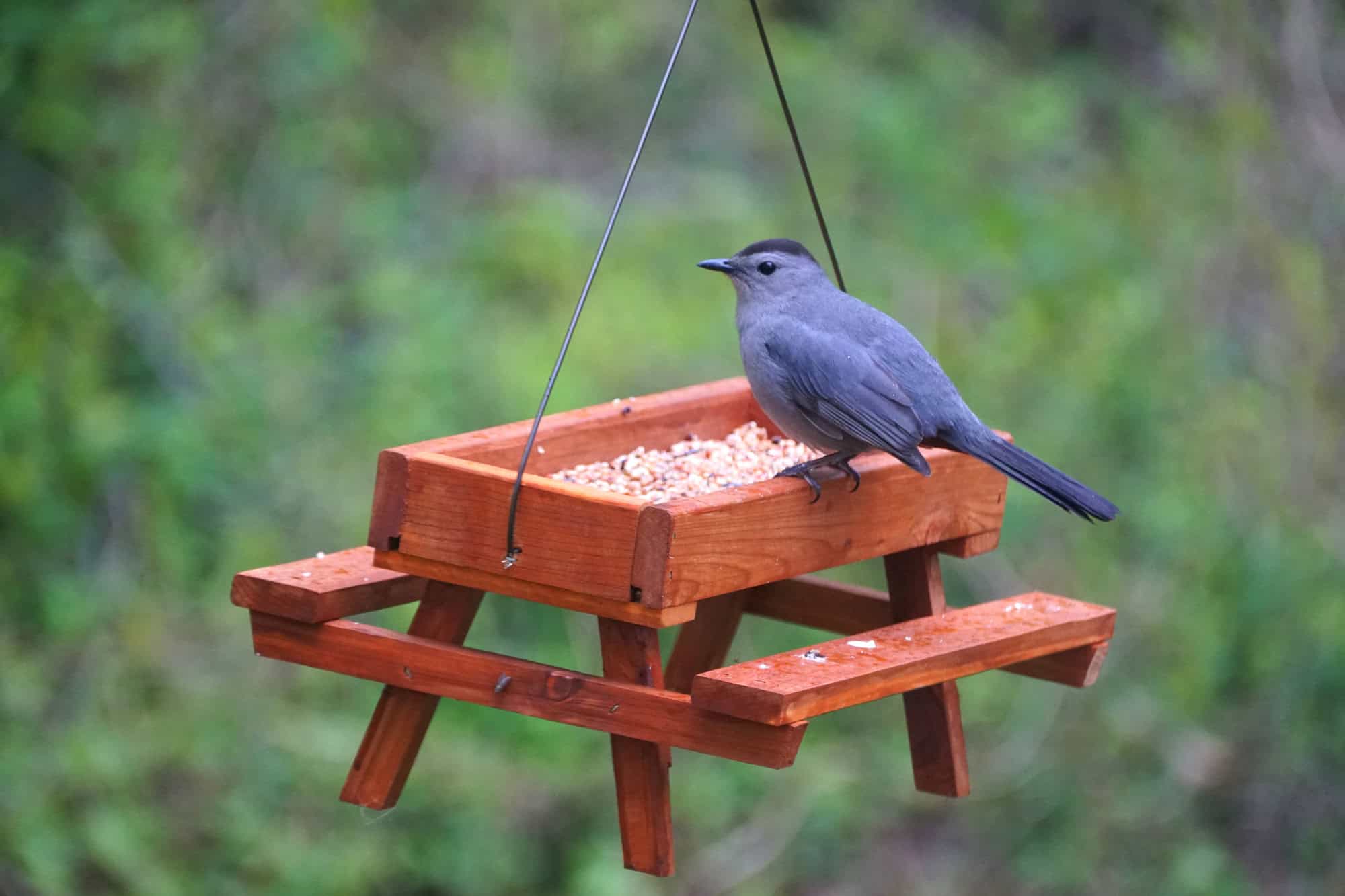 Picnic table feeder