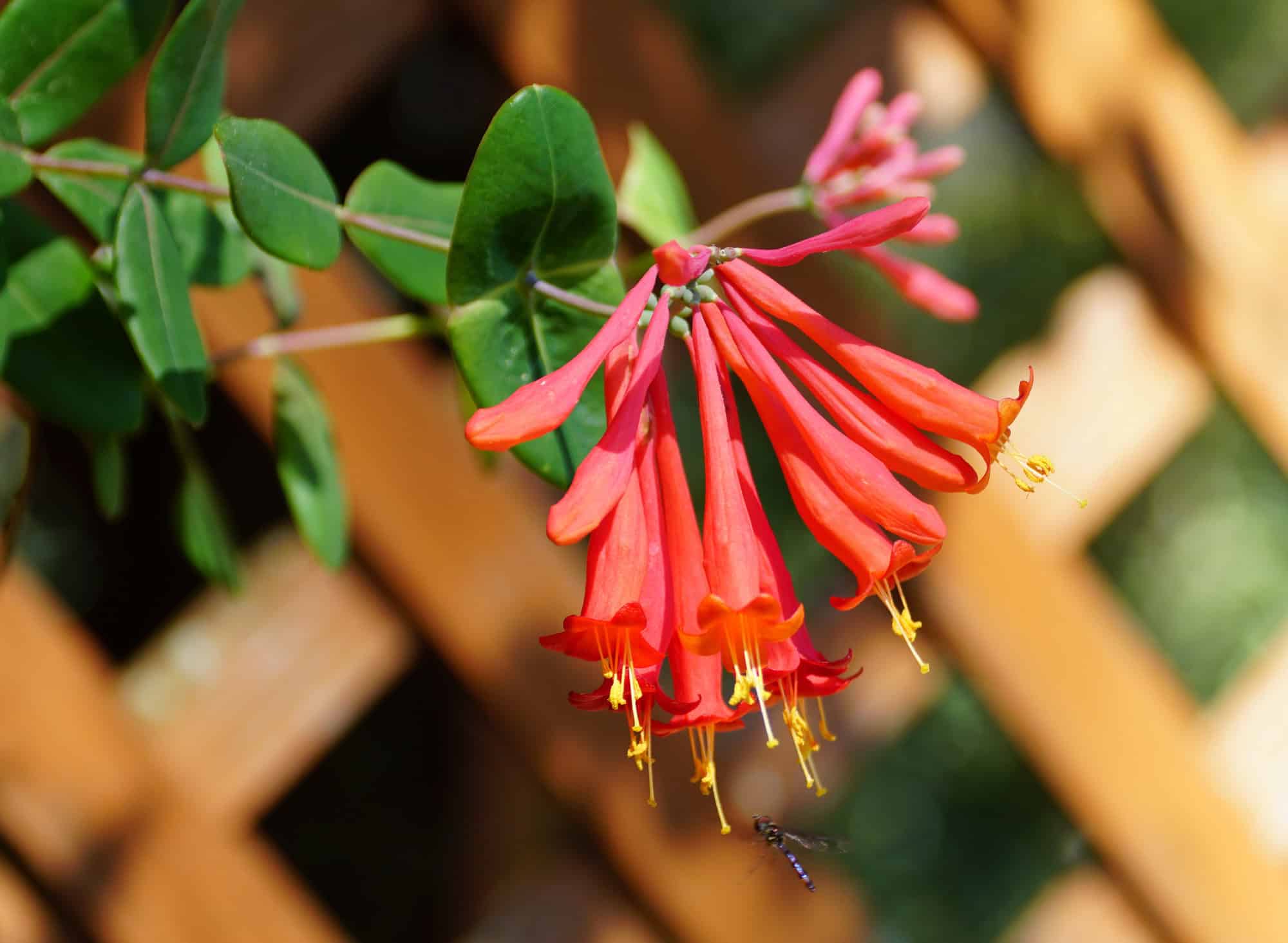 Trumpet Honeysuckle