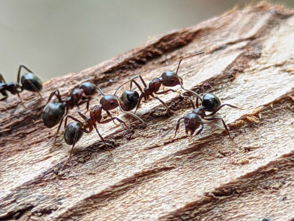 Why Are Woodpeckers Obsessed With Your Trees? These 14 Hidden Features Tell All 2 A small group of dark ants crawls along the grain of weathered wood.